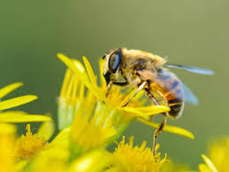 Pszczeli propolis