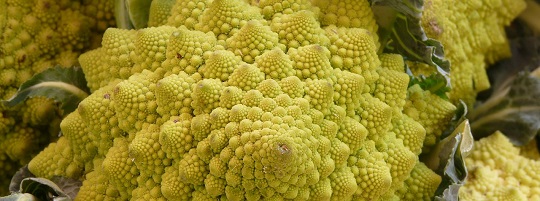 Przystojny Włoch – Romanesco