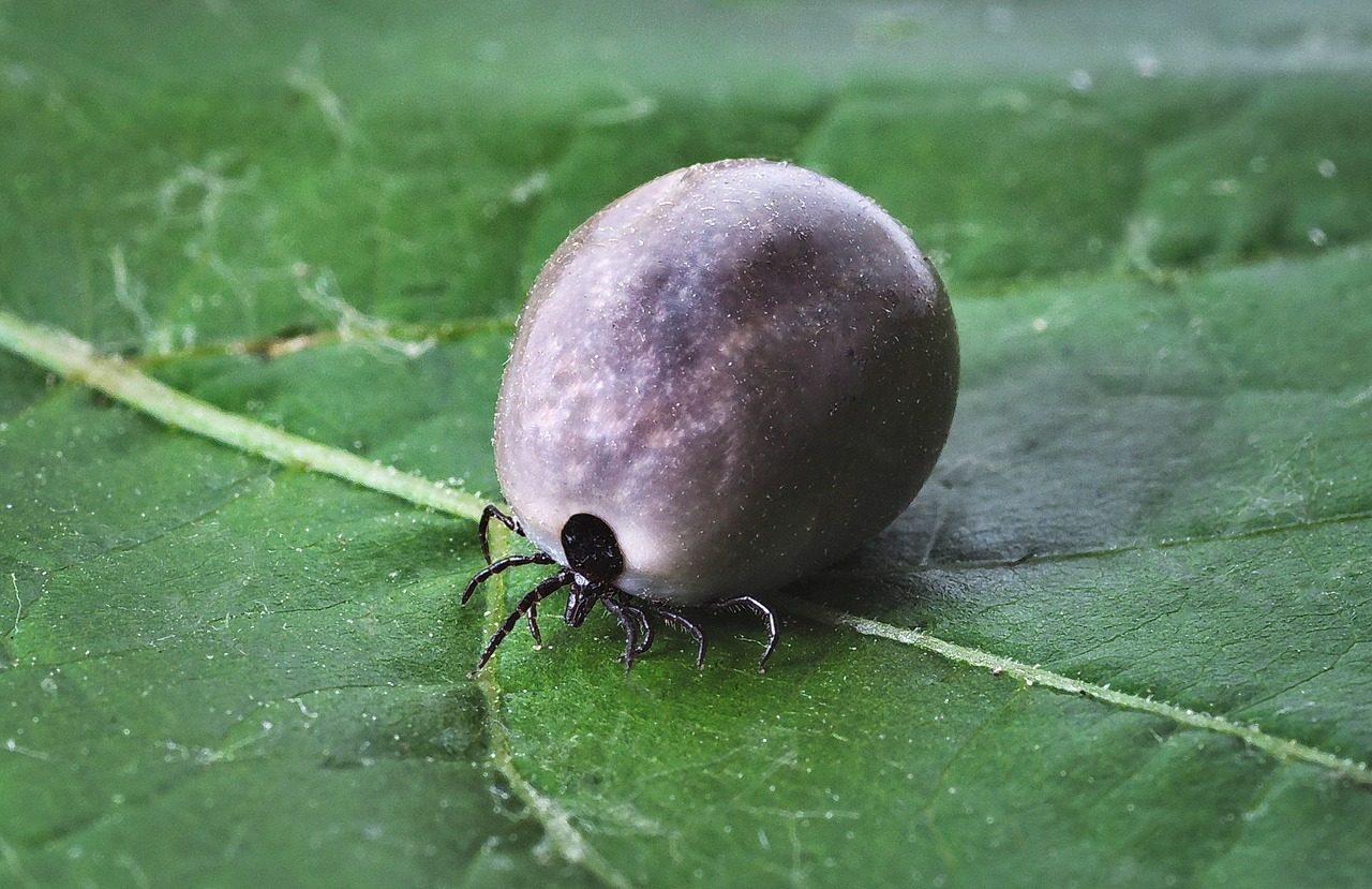 Borelioza cicha epidemia XXI wieku.